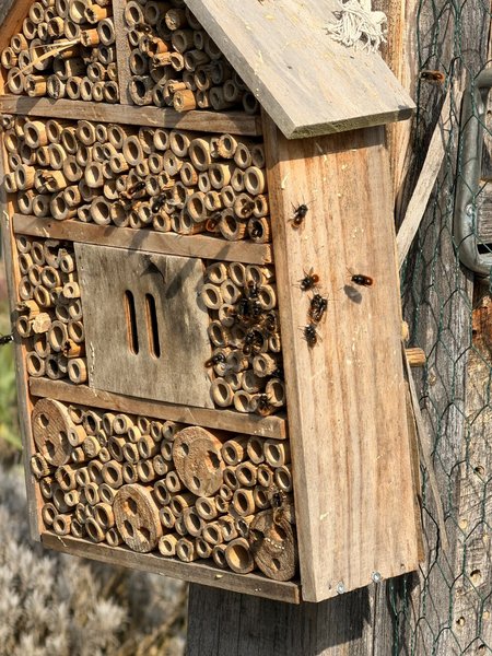 Insektenhotel aus Holz im Kleingarten zur Förderung von Wildbienen