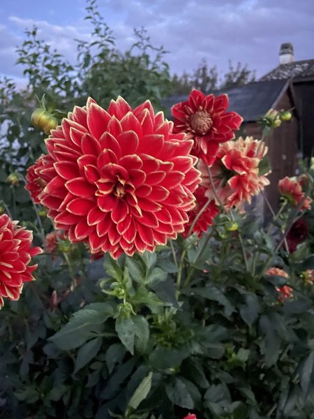 Blühende Dahlien im Kleingartenverein Ludwigshafen